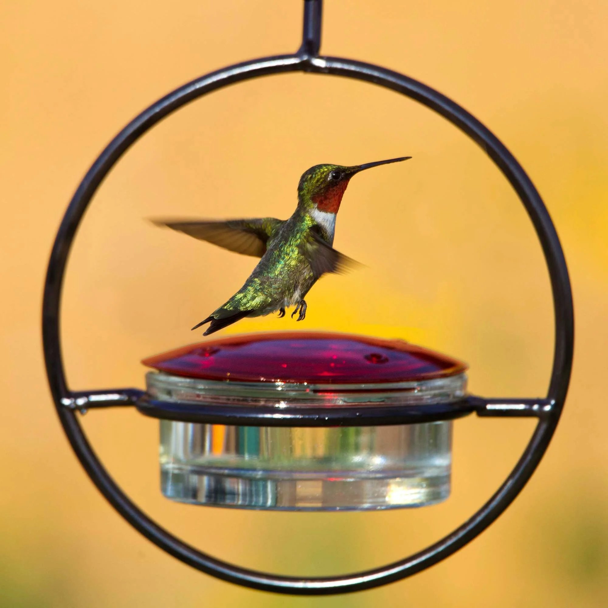 Promotion-49% OFF Hummble Slim Hummingbird Feeder