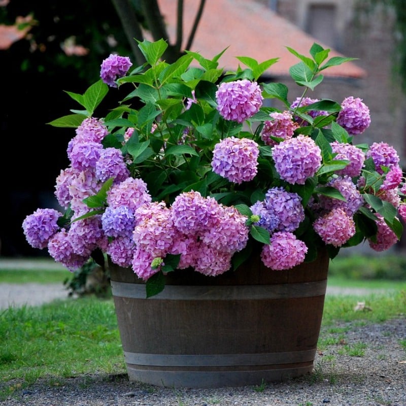 ✨This Week's Special Price $8.99-Outdoor Artificial Hydrangea Flowers